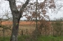 arbre de carnaval